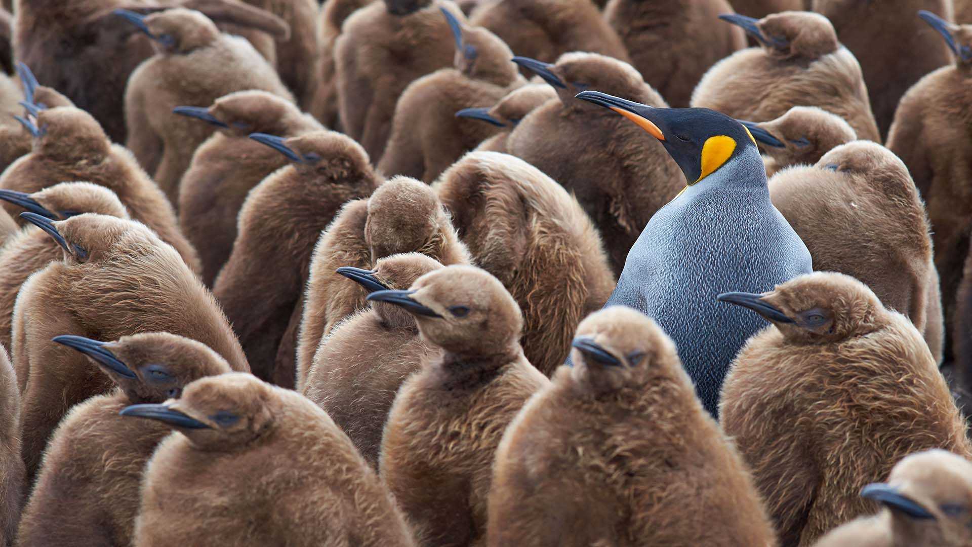 Thumbnail Anomaly Detection